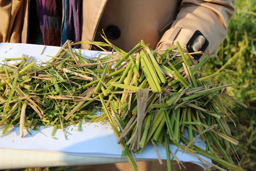 中国科学院合肥物质科学研究院