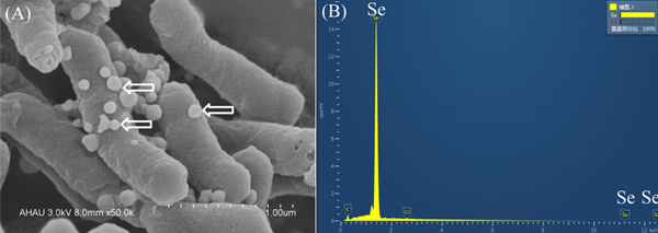 图1 菌株 hf16合成的纳米硒的扫描电镜照片(a)和edx能谱分析结果)b)